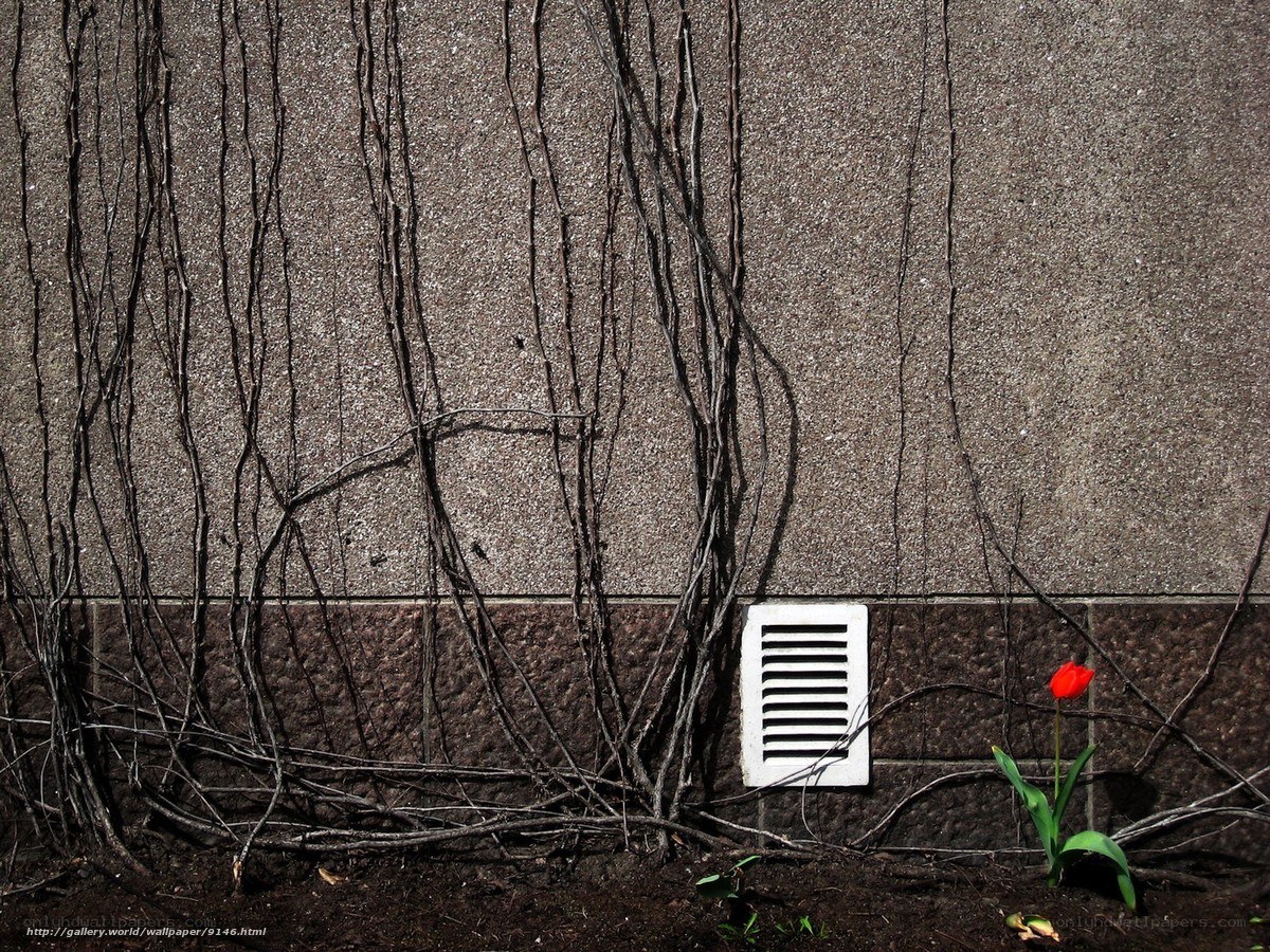 Red tulip against a wall