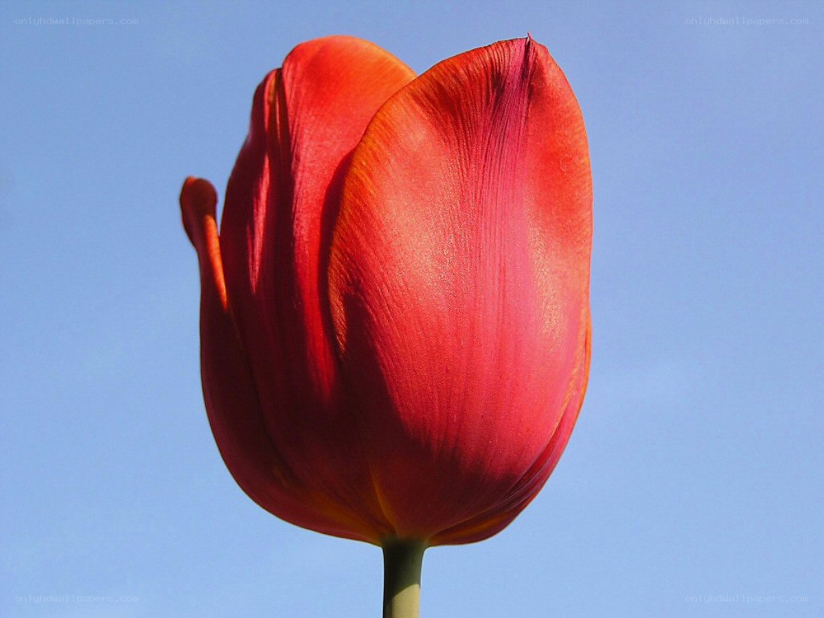 Red tulip against blue sky