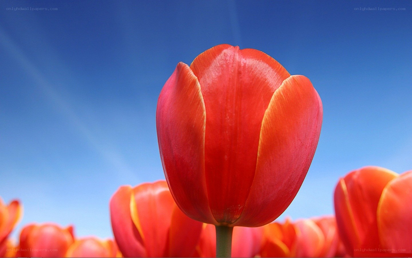 Red tulip against blue sky