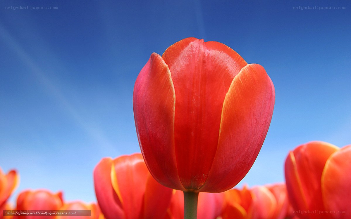 Red tulip against blue sky