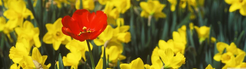 Red Tulip Among Daffodils