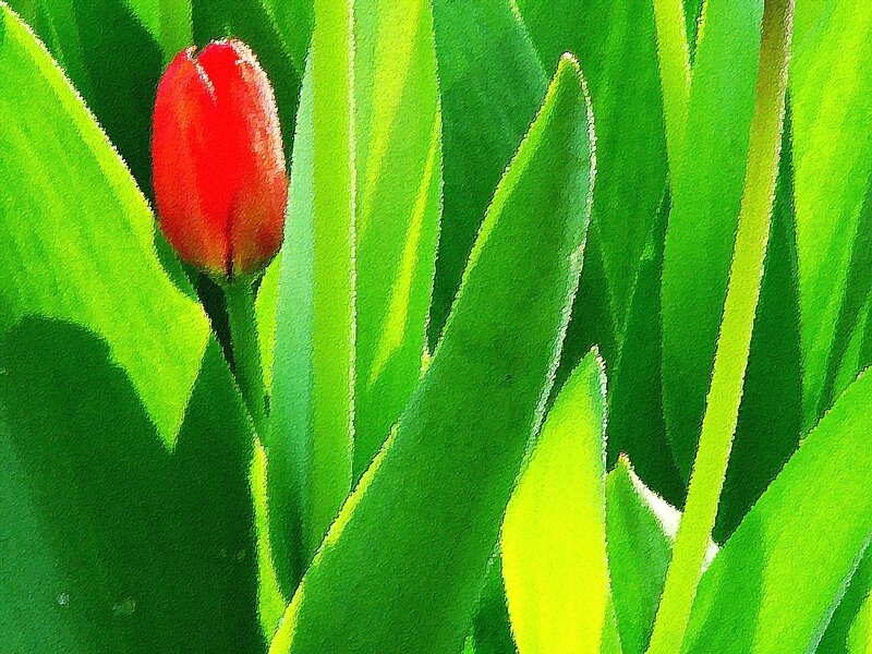 Red tulip among green leaves