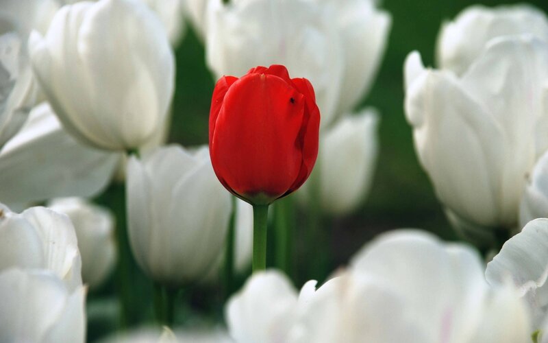 Red Tulip Among White — Serene, Spring, Photograph