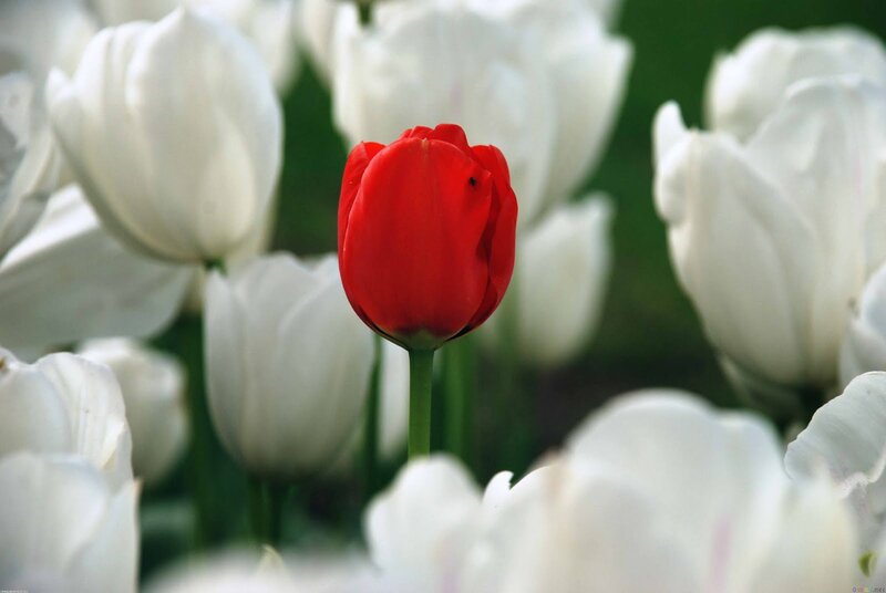 Red Tulip Among White — Serene