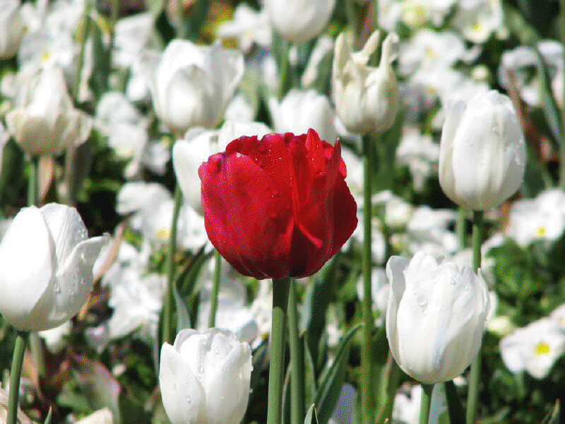 Red Tulip Among White