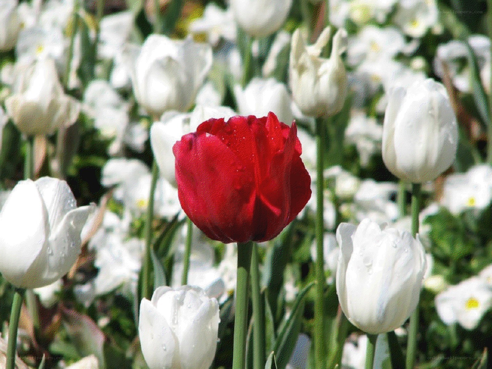 Red tulip among white tulips