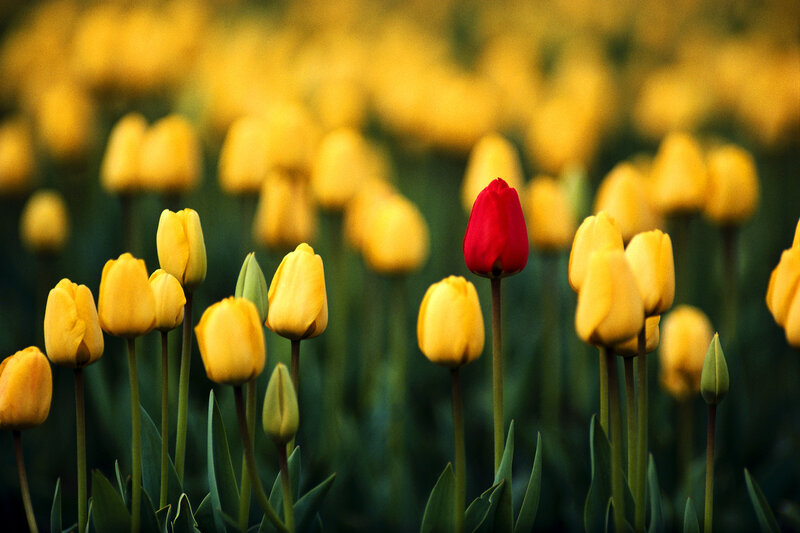 Red tulip among yellow ones