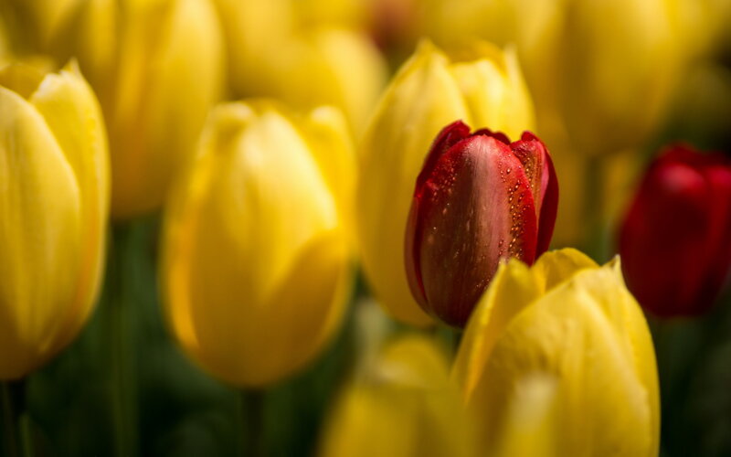 Red Tulip Among Yellow — Serene