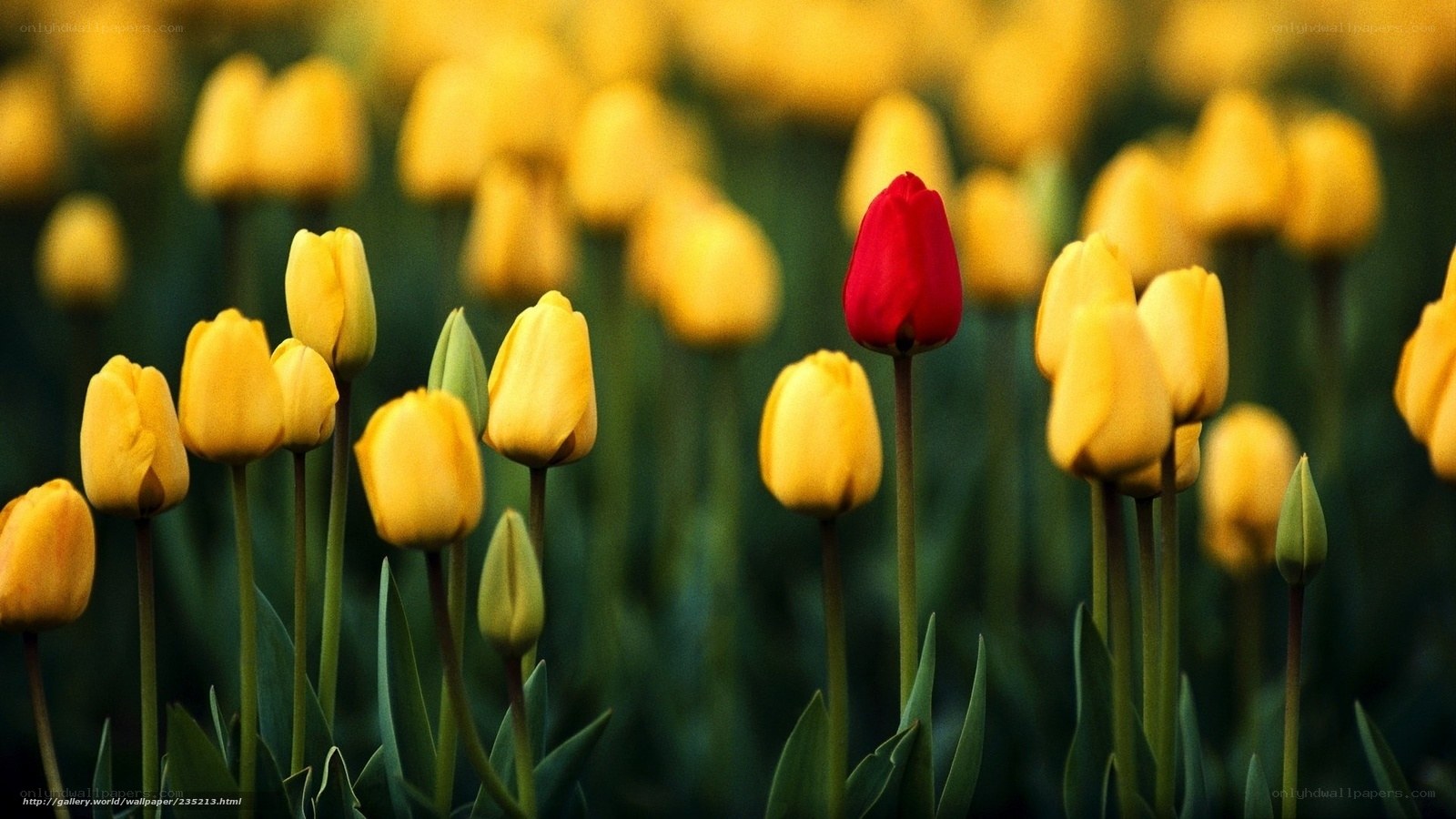 Red tulip among yellow tulips