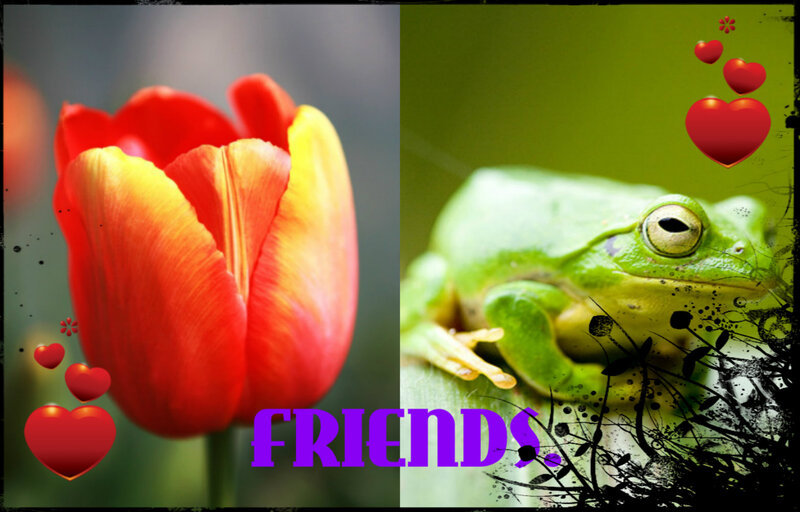 Red Tulip and Green Frog