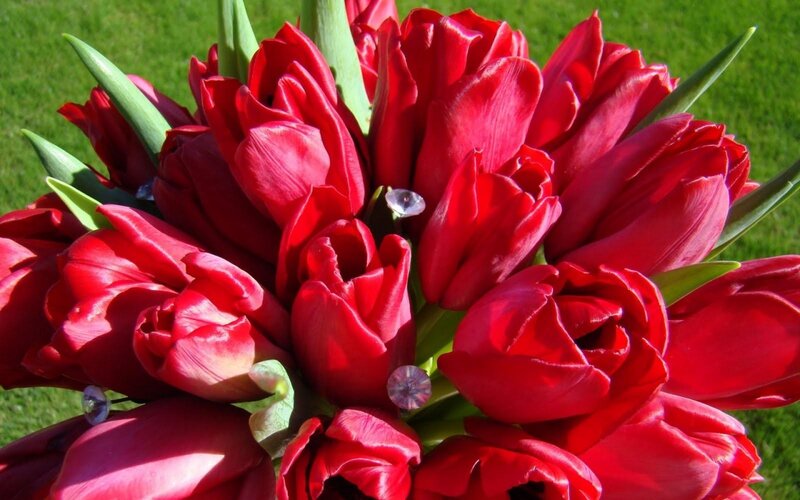 Red Tulip Bouquet — Bright