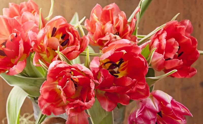 Red Tulip Bouquet — Calm