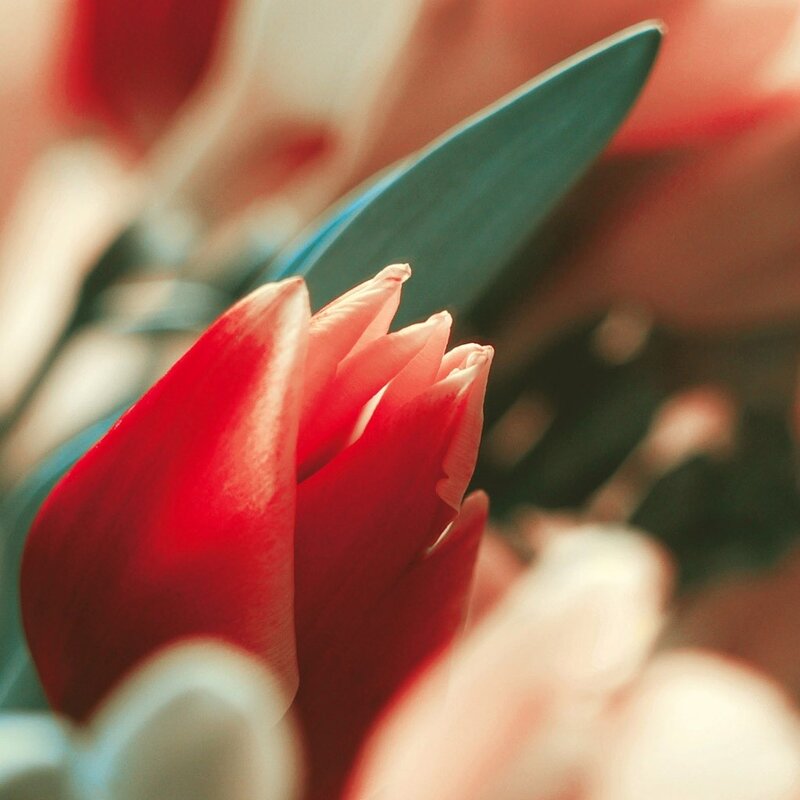 Red Tulip Bud — Calm, Photograph, Green Leaf