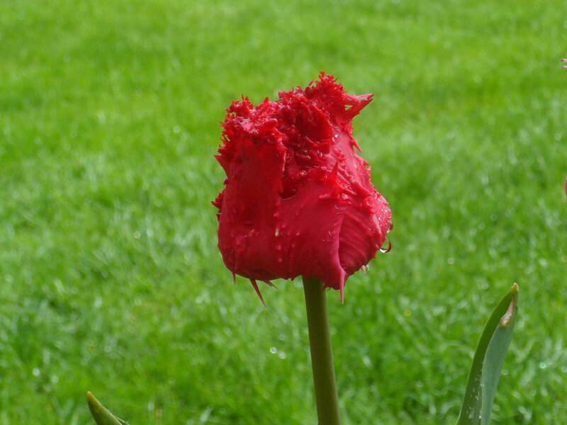 Red Tulip Bud — Calm, Photograph