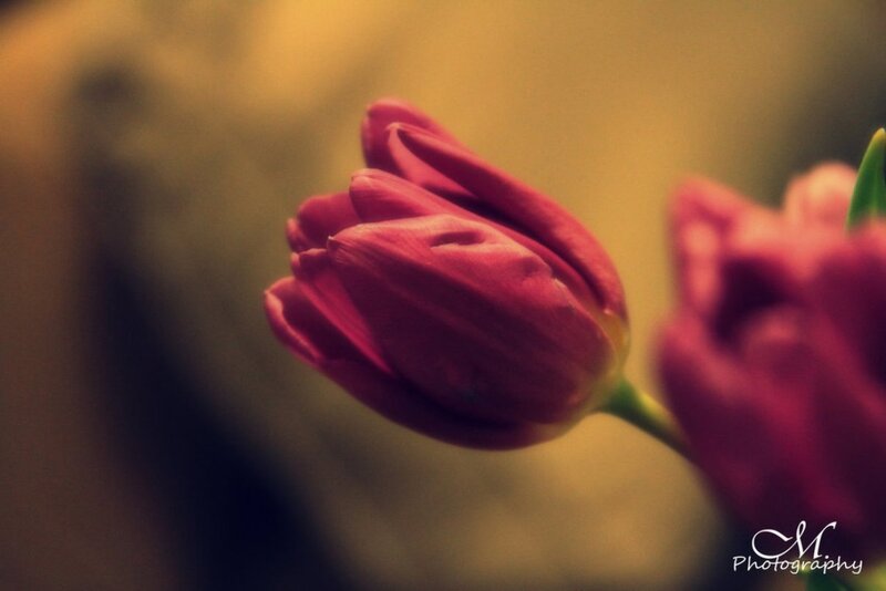 Red Tulip Bud — Calm