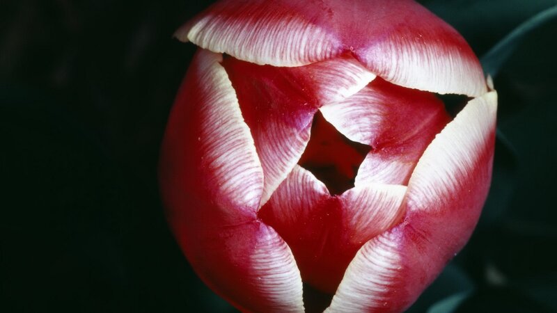 Red tulip bud close-up