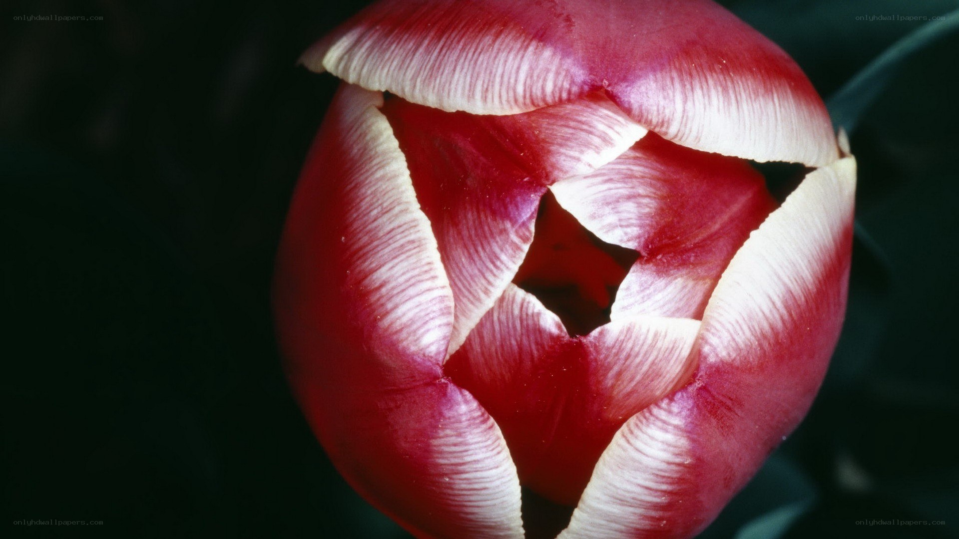 Red tulip bud close-up