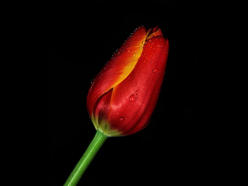 Red Tulip Bud — Dramatic, Photograph