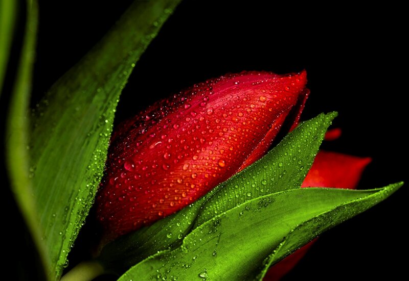 Red Tulip Bud — Dramatic