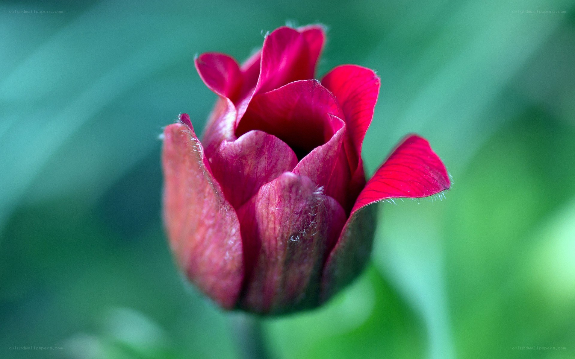 Red tulip bud in bloom