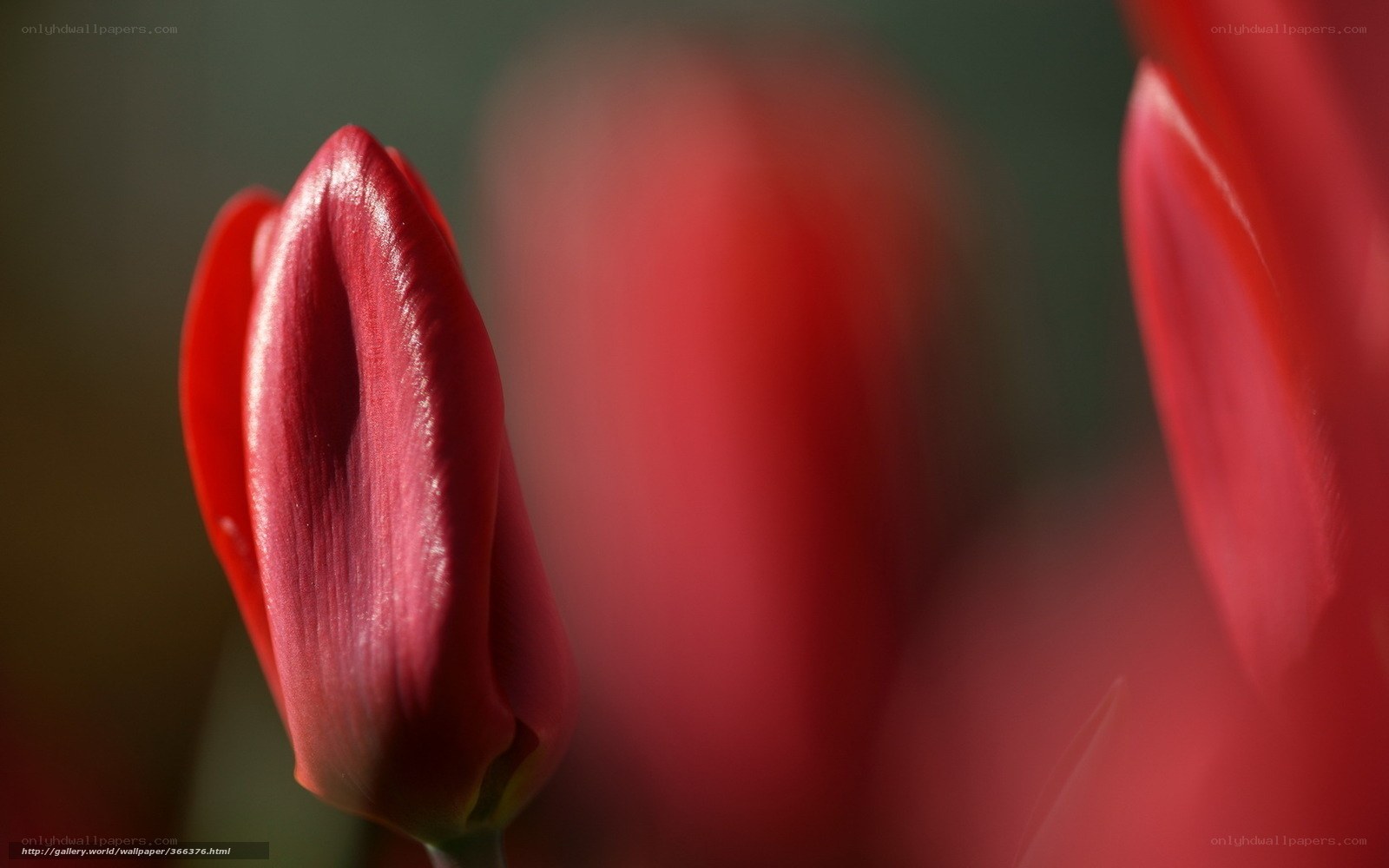 Red tulip bud in sunlight