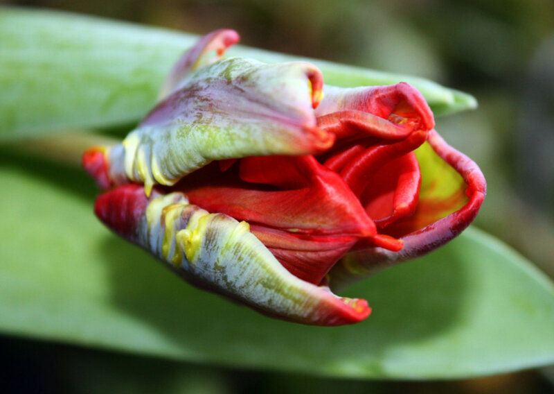 Red tulip bud opening
