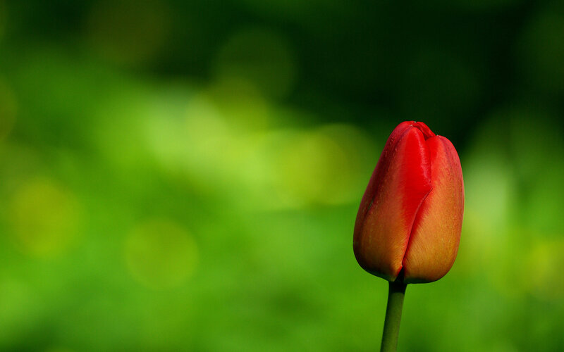 Red Tulip Bud — Serene, Photograph