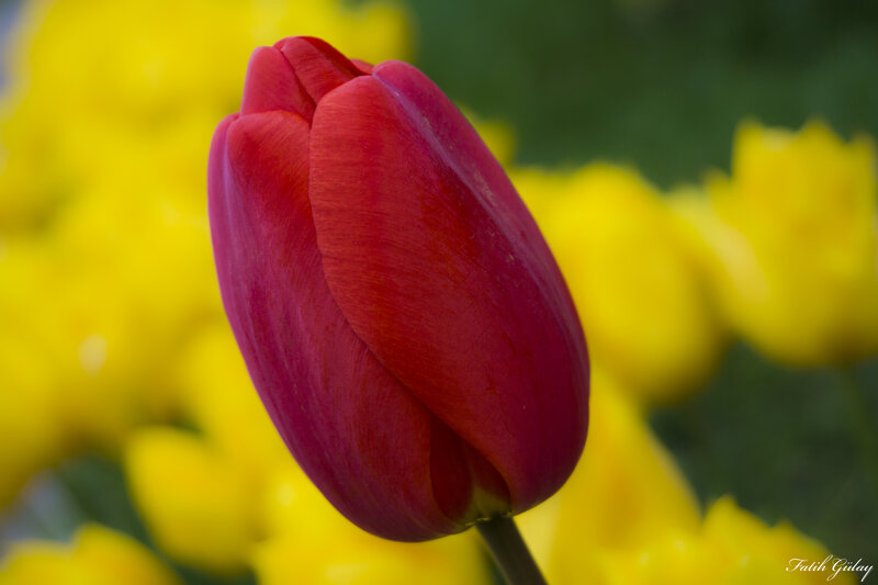 Red Tulip Bud — Serene, Spring
