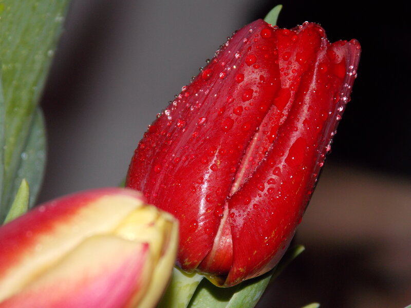 Red Tulip Bud — Serene
