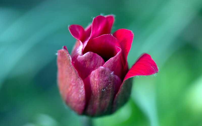 Red Tulip Bud
