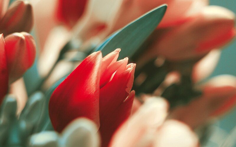 Red Tulip Buds — Calm, Photograph