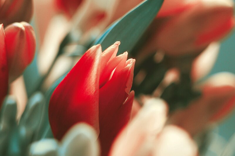 Red Tulip Buds — Calm, Photograph, Tulips, Leaves