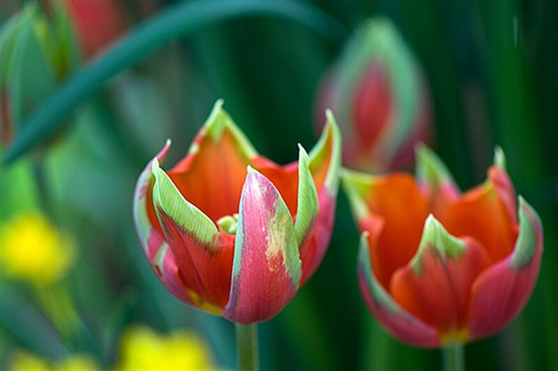 Red Tulip Buds — Calm, Spring, Photograph