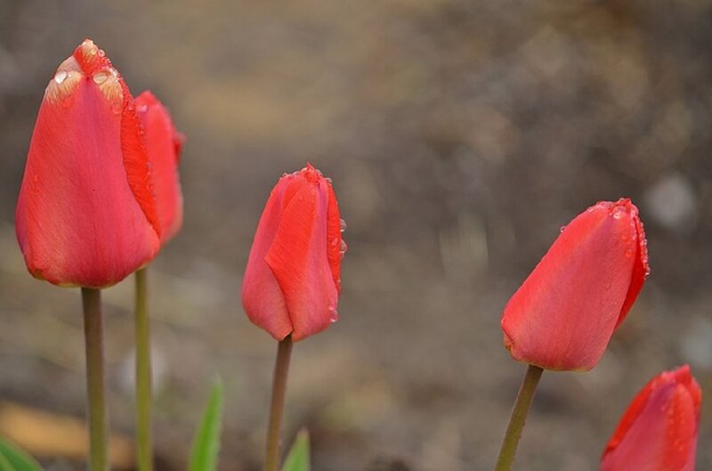 Red Tulip Buds — Calm, Spring