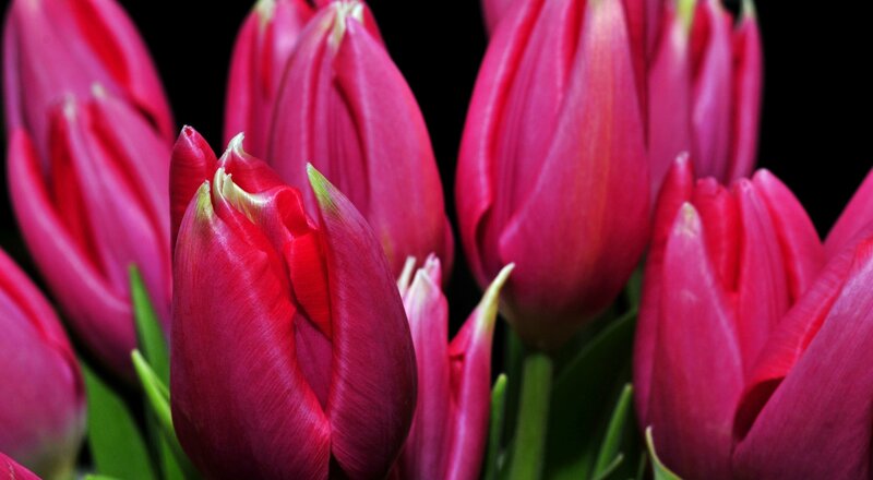Red Tulip Buds — Dramatic