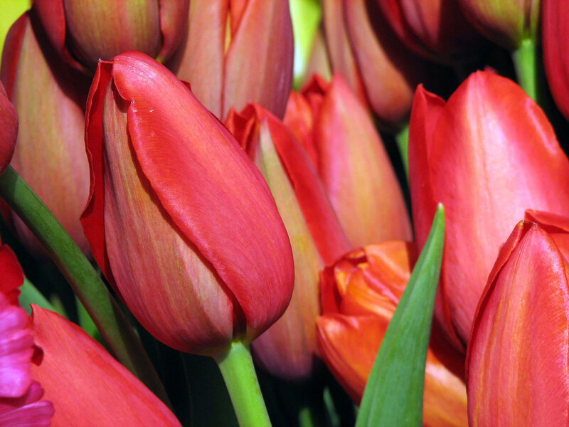 Red Tulip Buds — Natural