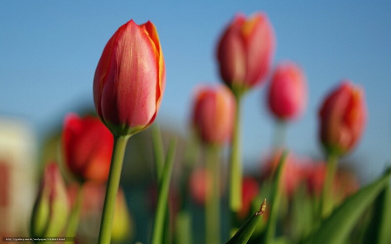 Red Tulip Buds — Serene, Morning, Photograph