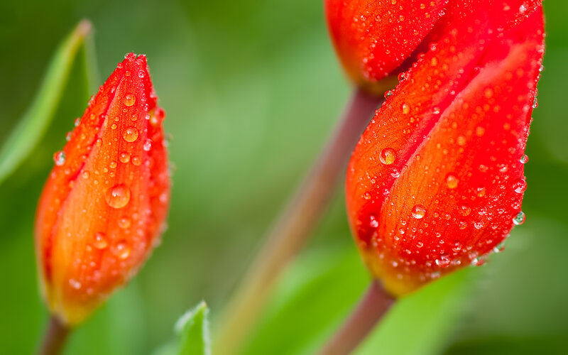 Red Tulip Buds — Serene, Morning