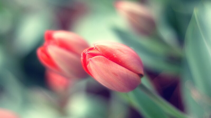 Red Tulip Buds — Serene, Spring, Photograph, Green Leaves