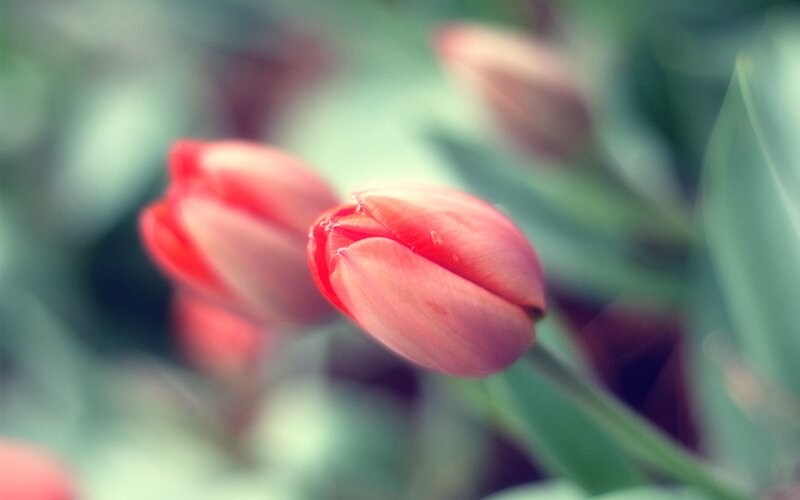 Red Tulip Buds — Serene, Spring, Photograph, Leaves