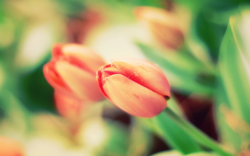 Red Tulip Buds — Serene, Spring, Photograph