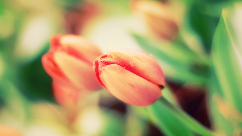 Red Tulip Buds — Serene, Spring