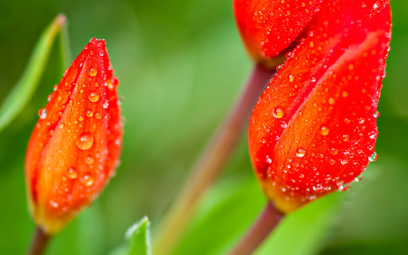 Red Tulip Buds — Serene