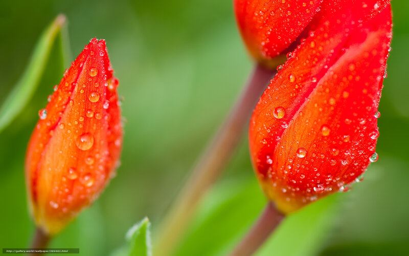 Red tulip buds with water droplets