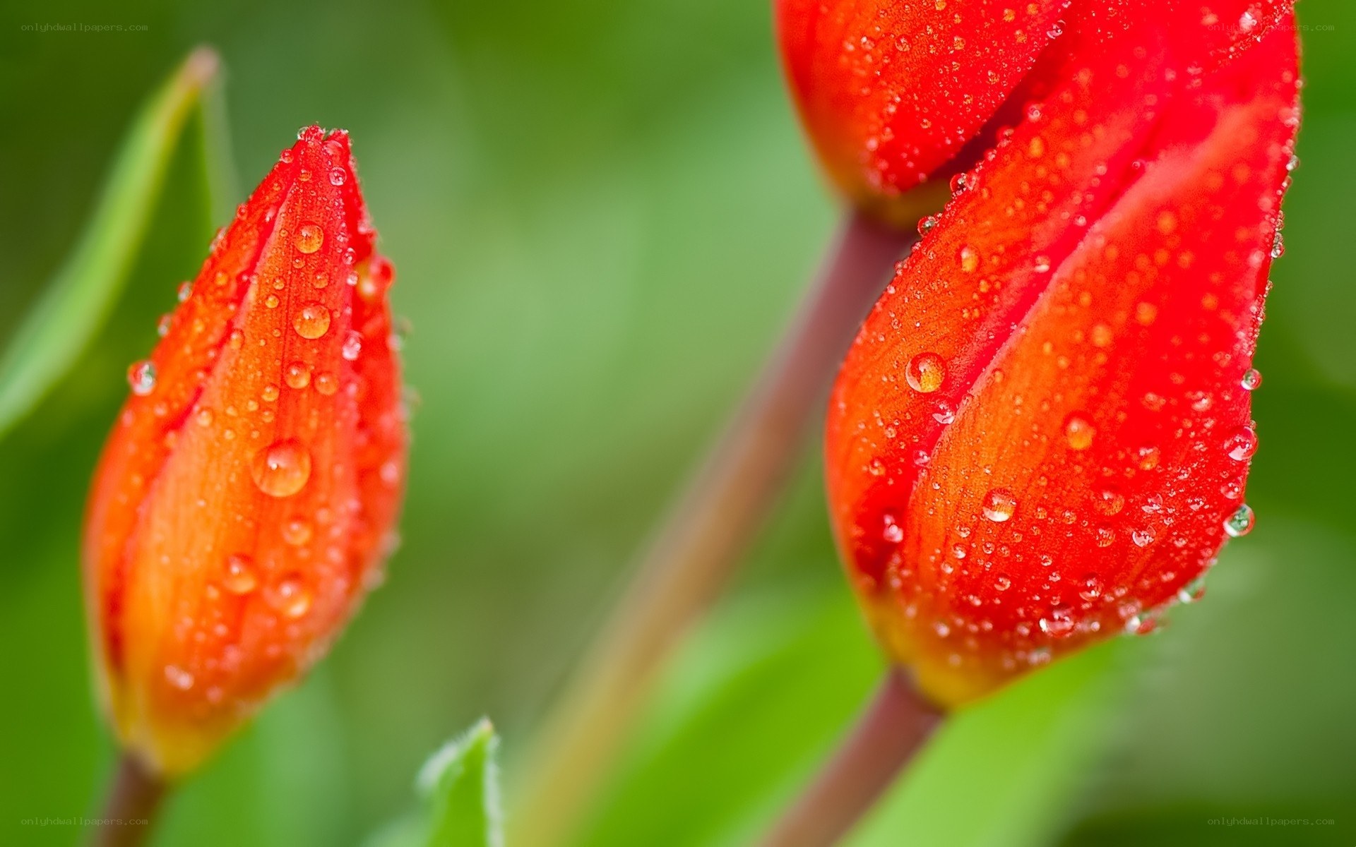 Red tulip buds with water droplets