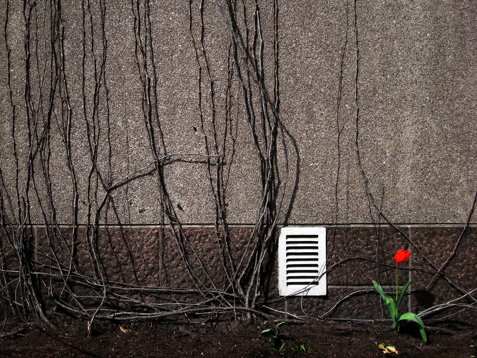 Red tulip by a wall