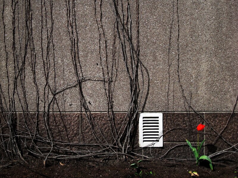 Red Tulip by Wall