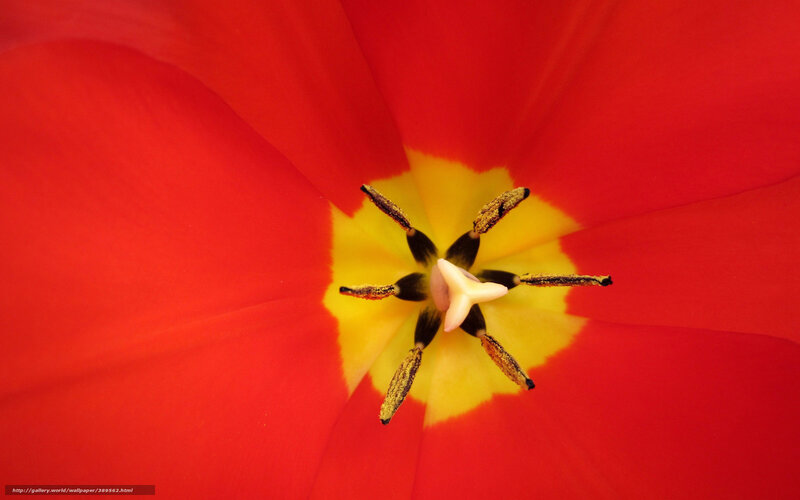 Red Tulip Center