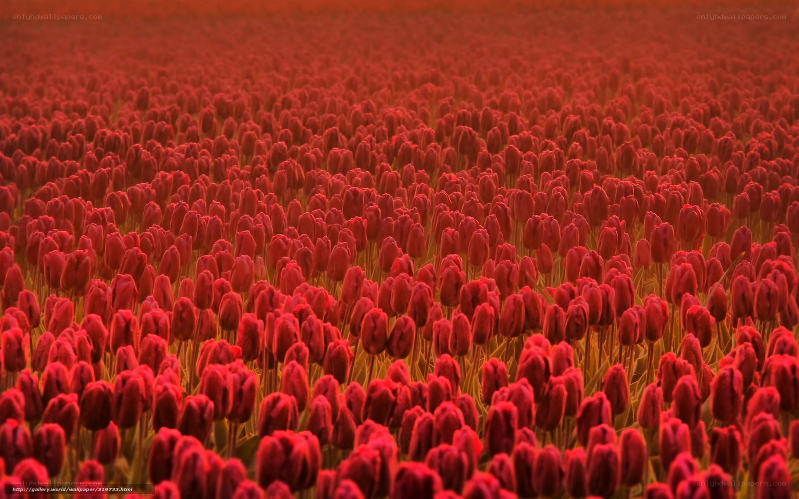 Red tulip field at sunset