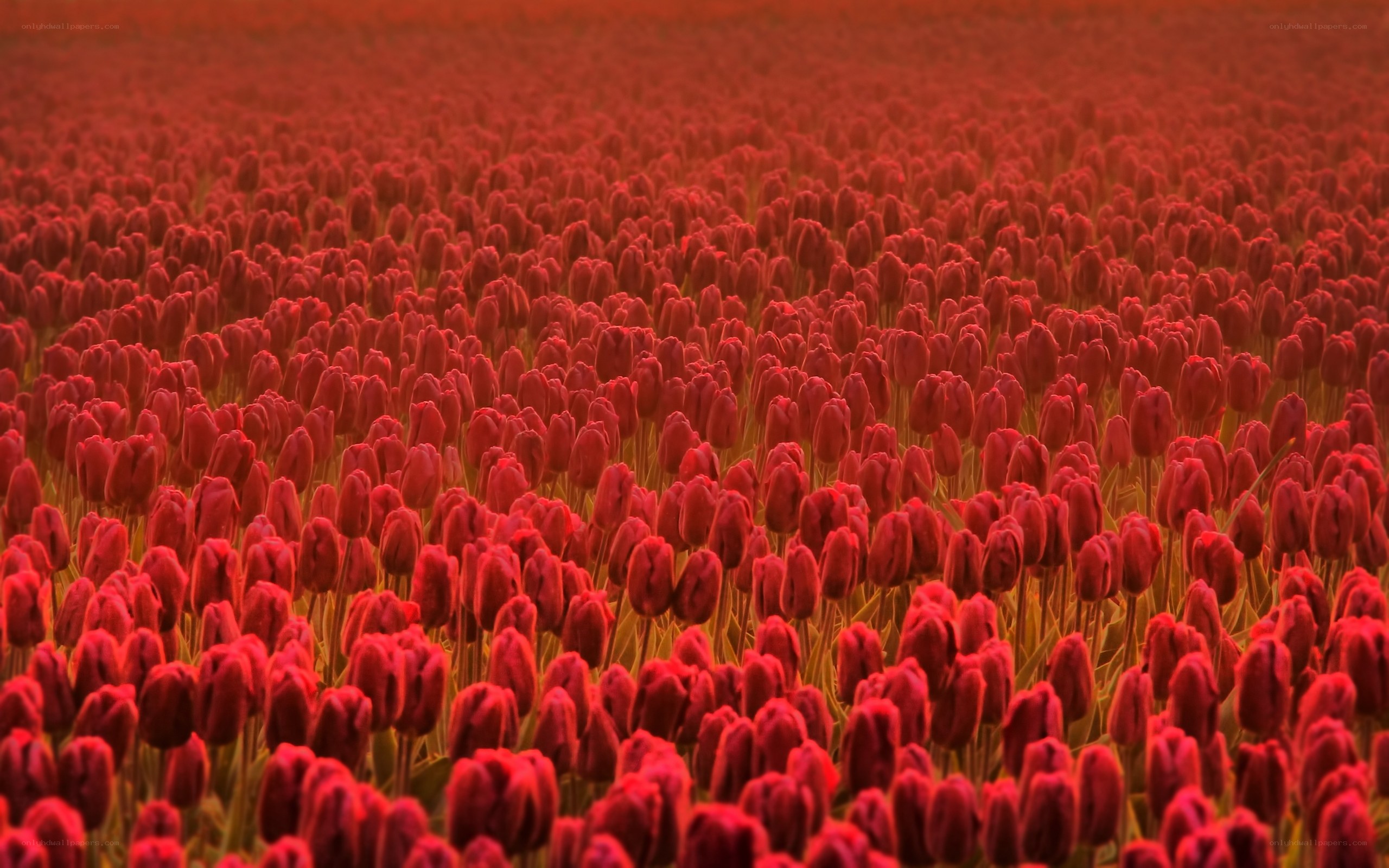 red tulip field at sunset